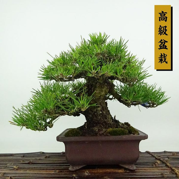 盆栽 松 黒松 樹高 約19cm くろまつ 高級盆栽 Pinus thunbergii クロマツ マツ科 常緑針葉樹 観賞用 小品 l1198406546