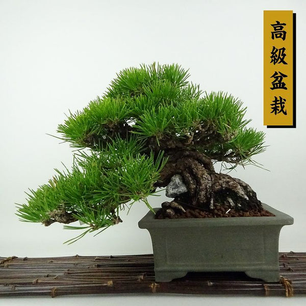 盆栽 松 黒松 樹高 約20cm くろまつ 高級盆栽 Pinus thunbergii クロマツ 石付き マツ科 常緑針葉樹 観賞用 小品 s1198418603
