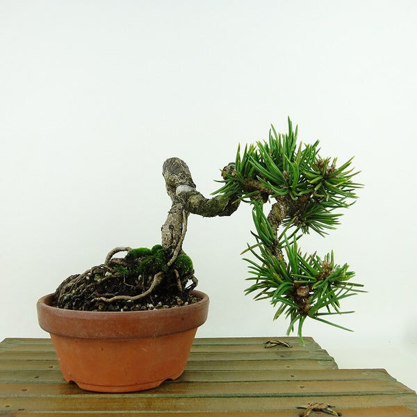 盆栽 松 黒松 樹高 約13cm くろまつ Pinus thunbergii クロマツ 寸松 マツ科 常緑針葉樹 観賞用 小品 s1198410848