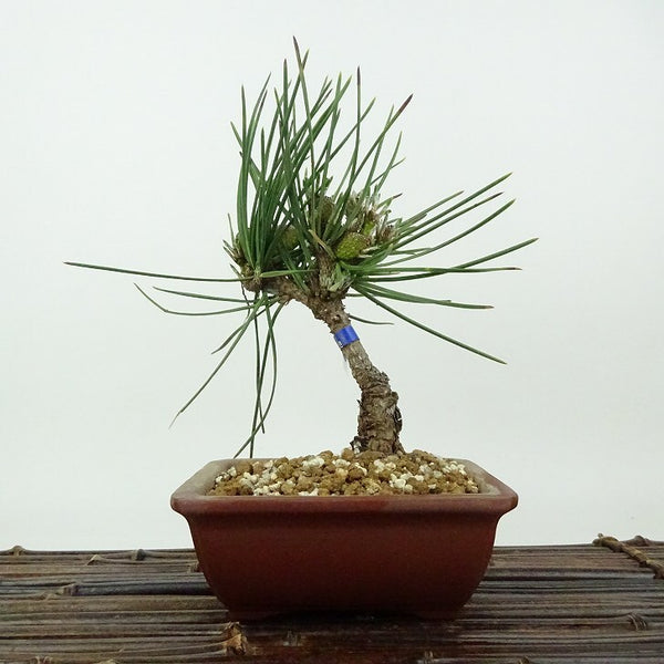 盆栽 松 黒松 扇松 樹高 約16cm くろまつ Pinus thunbergii クロマツ 石化黒松 マツ科 常緑針葉樹 観賞用 小品 s1198418302