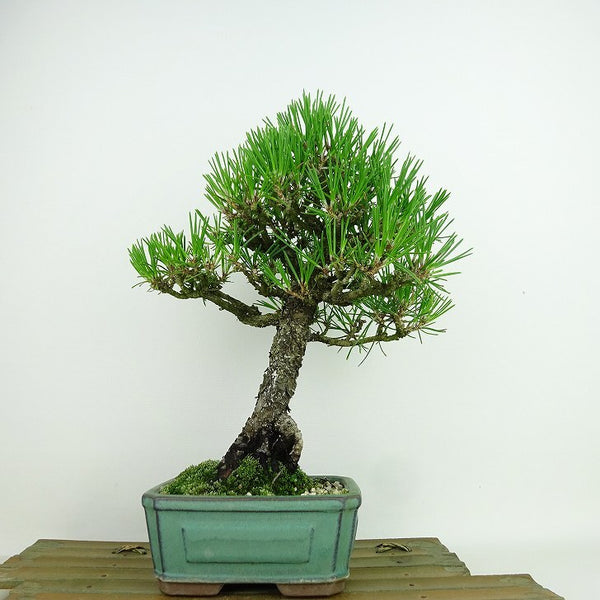 盆栽 松 黒松 樹高 約24cm くろまつ Pinus thunbergii クロマツ マツ科 常緑針葉樹 観賞用 o1198427861