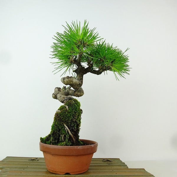 盆栽 松 黒松 樹高 約24cm くろまつ Pinus thunbergii クロマツ 寸松 接ぎ木 マツ科 常緑針葉樹 観賞用 e1198413465