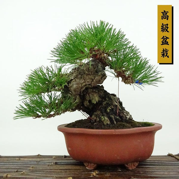 盆栽 松 黒松 樹高 約18cm くろまつ 高級盆栽 Pinus thunbergii クロマツ マツ科 常緑針葉樹 観賞用 小品 d1198426459
