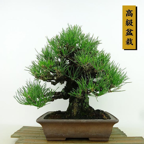盆栽 松 黒松 樹高 約24cm くろまつ 高級盆栽 Pinus thunbergii クロマツ マツ科 常緑針葉樹 観賞用 t1198411863