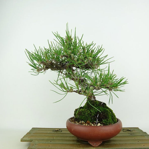 盆栽 松 黒松 樹高 約20cm くろまつ Pinus thunbergii クロマツ マツ科 常緑針葉樹 観賞用 小品 k1198402399