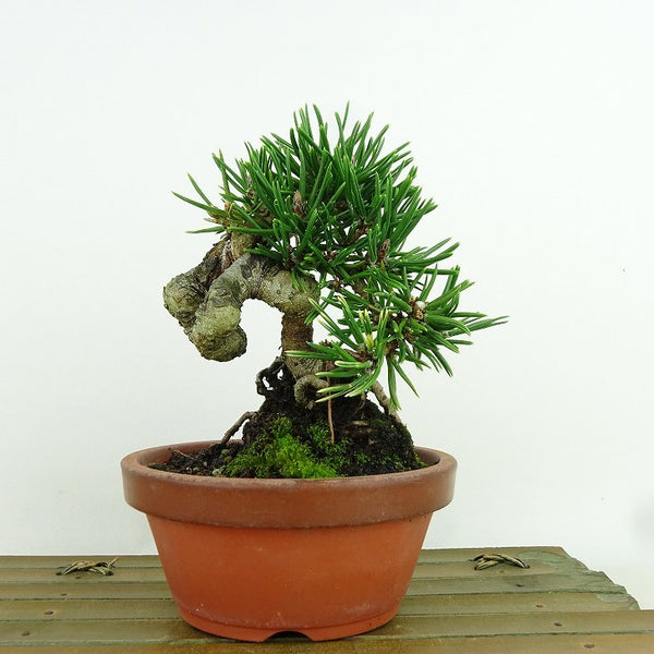 盆栽 松 黒松 寸松 樹高 約13cm くろまつ Pinus thunbergii クロマツ マツ科 常緑針葉樹 観賞用 小品 1198401736