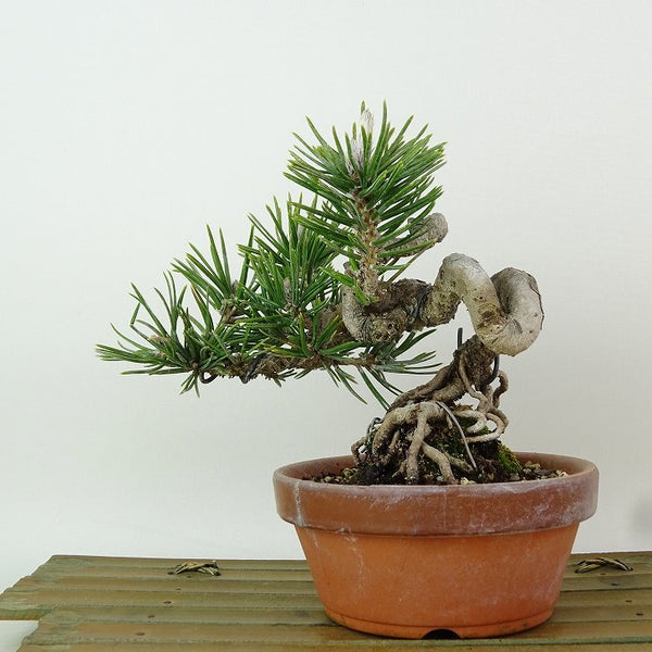 盆栽 松 黒松 樹高 約14cm くろまつ Pinus thunbergii クロマツ 寸松 接ぎ木 マツ科 常緑針葉樹 観賞用 小品 u1198429460