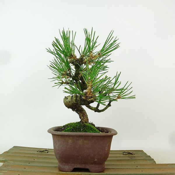 盆栽 松 黒松 樹高 約18cm くろまつ Pinus thunbergii クロマツ マツ科 常緑針葉樹 観賞用 小品 r1198402236