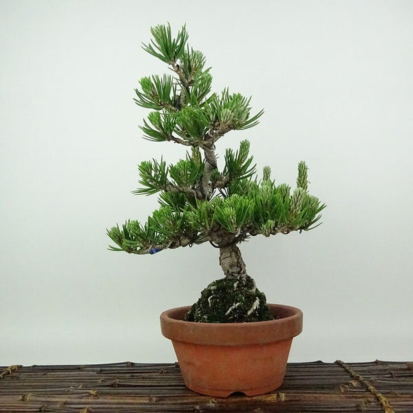 盆栽 松 黒松 樹高 約32cm くろまつ Pinus thunbergii クロマツ 寸松 マツ科 常緑針葉樹 観賞用 p1198411794
