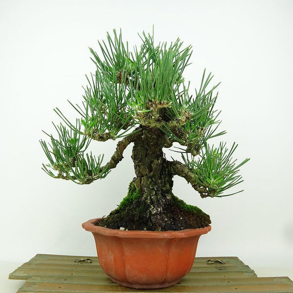 盆栽 松 黒松 樹高 約20cm くろまつ Pinus thunbergii クロマツ マツ科 常緑針葉樹 観賞用 小品 x1198411230