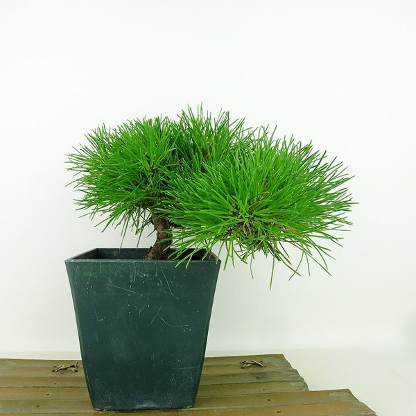 盆栽 松 黒松 樹高 16cm くろまつ Pinus thunbergii クロマツ マツ科 常緑針葉樹 観賞用 小品 o1198430002