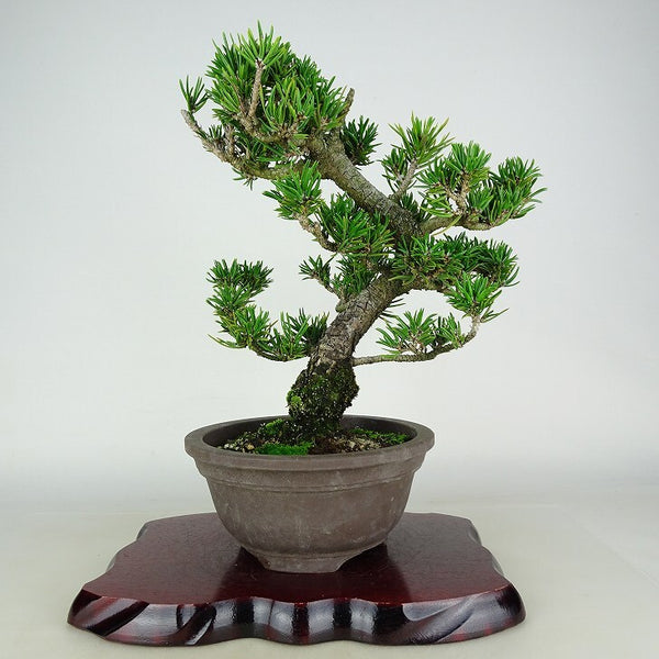 盆栽 松 寸松 黒松 樹高 約31cm くろまつ Pinus thunbergii クロマツ マツ科 常緑針葉樹 観賞用 g1198421765