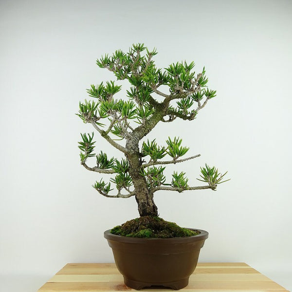 盆栽 松 寸松 黒松 樹高 約38cm くろまつ Pinus thunbergii クロマツ マツ科 常緑針葉樹 観賞用 k1198414304