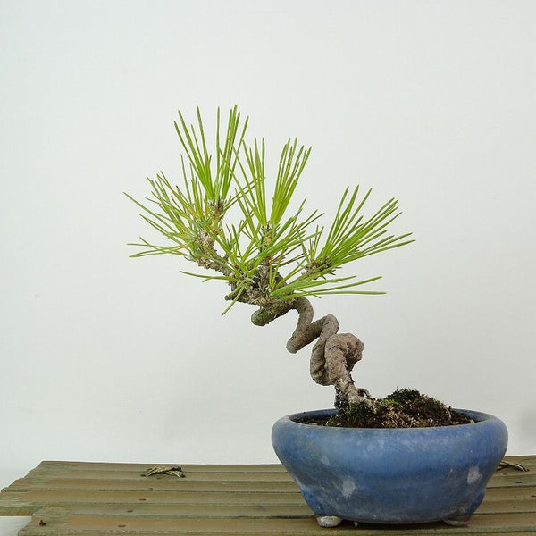 盆栽 松 黒松 樹高 約14cm くろまつ Pinus thunbergii クロマツ マツ科 常緑針葉樹 観賞用 小品 b1198416889