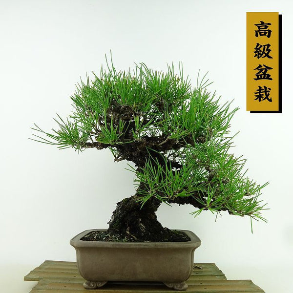 盆栽 松 黒松 樹高 約26cm くろまつ 高級盆栽 Pinus thunbergii クロマツ マツ科 常緑針葉樹 観賞用 x1198409047