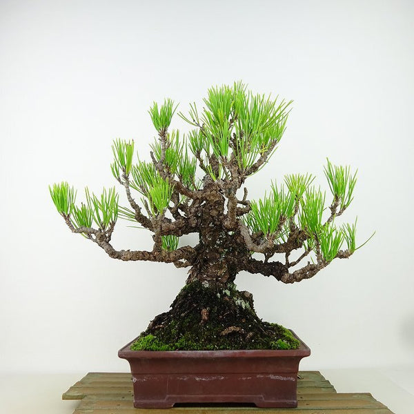 盆栽 松 黒松 樹高 約29cm くろまつ Pinus thunbergii クロマツ マツ科 常緑針葉樹 観賞用 n1198410681