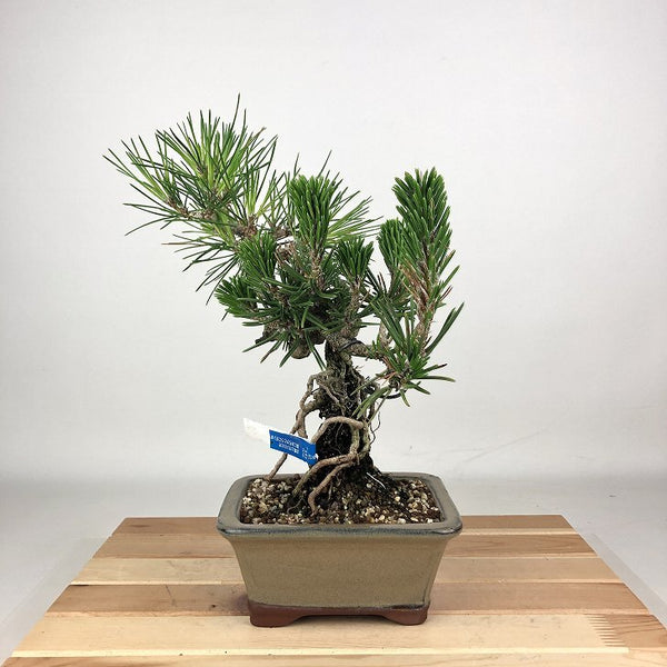 盆栽 松 黒松 樹高 約26cm くろまつ Pinus thunbergii クロマツ 寸松 接ぎ木 マツ科 常緑針葉樹 観賞用 h1198421047