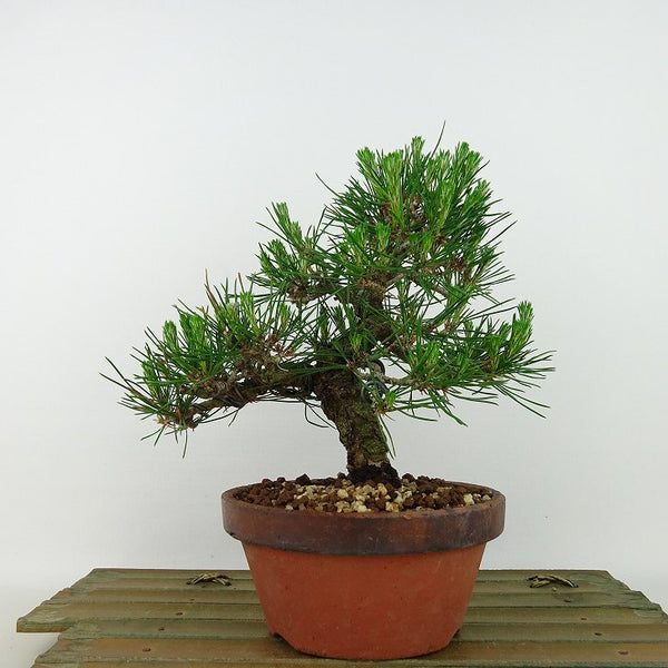 盆栽 松 赤松 樹高 約17cm あかまつ Pinus densiflora アカマツ red pine マツ科 常緑樹 観賞用 小品 p1198421357