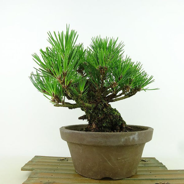 盆栽 松 黒松 瑞宝 樹高 約19cm くろまつ Pinus thunbergii クロマツ マツ科 常緑針葉樹 観賞用 小品 s1198413624