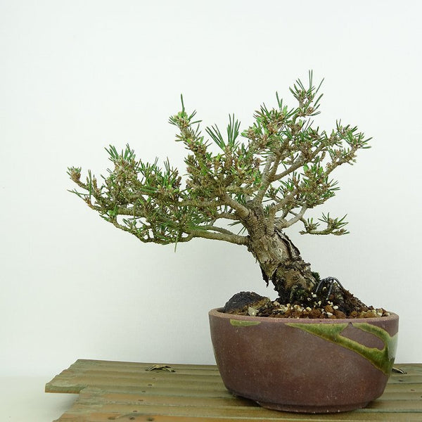盆栽 松 黒松 千寿丸 樹高 約15cm くろまつ Pinus thunbergii クロマツ マツ科 常緑針葉樹 観賞用 小品 j1198417068