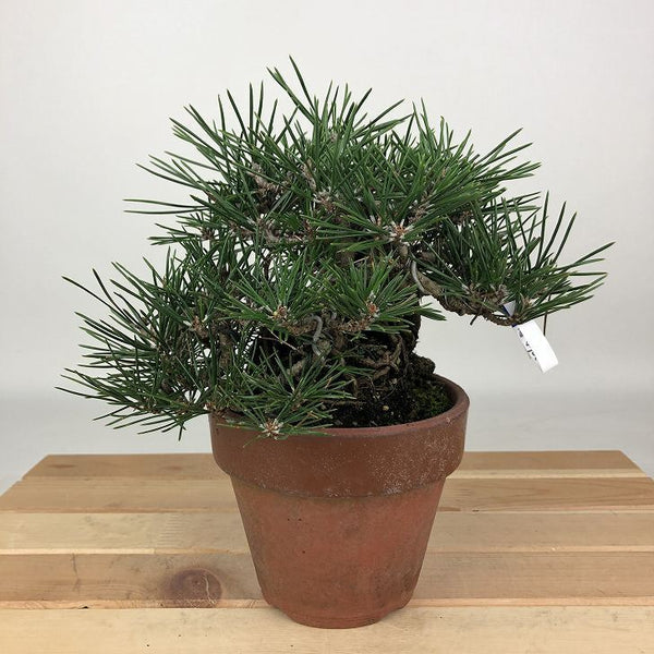 盆栽 松 黒松 寿寸松 樹高 約13cm くろまつ Pinus thunbergii クロマツ 寸松 寸梢 マツ科 常緑針葉樹 観賞用 小品 x1198410927