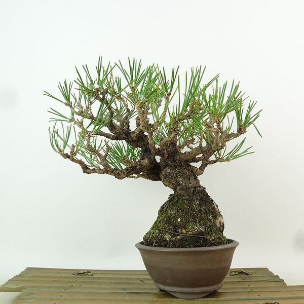 盆栽 松 黒松 樹高 約18cm くろまつ Pinus thunbergii クロマツ マツ科 常緑針葉樹 観賞用 小品 p1198421553
