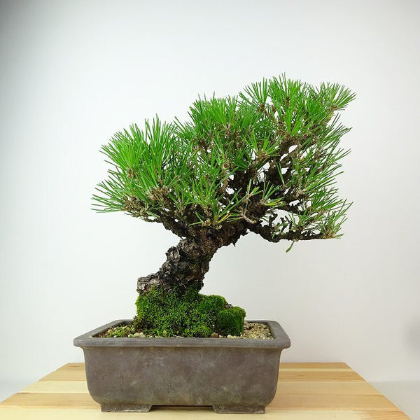 盆栽 松 黒松 樹高 約28cm くろまつ Pinus thunbergii クロマツ マツ科 常緑針葉樹 観賞用 o1198423075