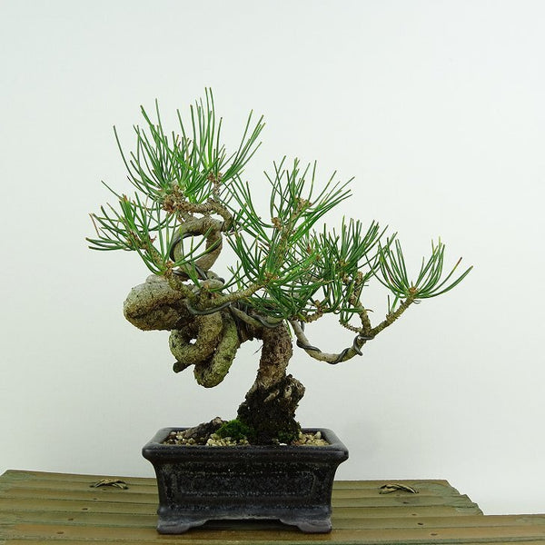 盆栽 松 黒松 樹高 約16cm くろまつ Pinus thunbergii クロマツ マツ科 常緑針葉樹 観賞用 小品 x1198413368