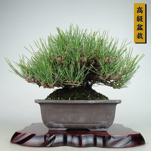 盆栽 松 黒松 瑞宝 樹高 約15cm くろまつ 高級盆栽 Pinus thunbergii クロマツ マツ科 常緑針葉樹 観賞用 小品 l1198415600