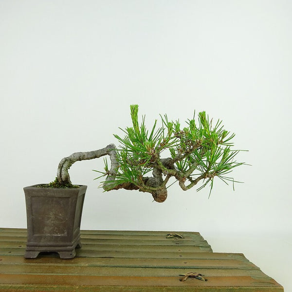 盆栽 松 赤松 樹高 上下 約9cm あかまつ Pinus densiflora アカマツ red pine マツ科 常緑樹 観賞用 小品 x1198408193