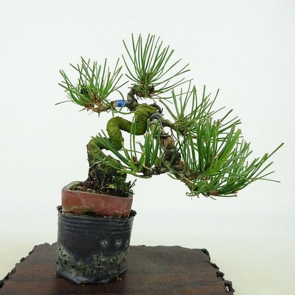 盆栽 松 赤松 樹高 約11cm あかまつ Pinus densiflora アカマツ red pine マツ科 常緑樹 観賞用 小品 j1198412536