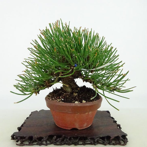 盆栽 松 黒松 樹高 約11cm くろまつ Pinus thunbergii クロマツ マツ科 常緑針葉樹 観賞用 小品 g1198413247
