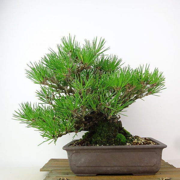 盆栽 松 黒松 樹高 約22cm くろまつ Pinus thunbergii クロマツ マツ科 常緑針葉樹 観賞用 h1198429651