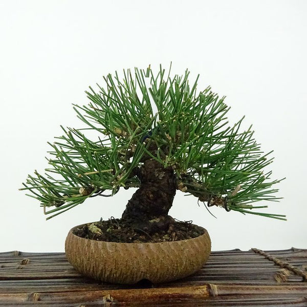 盆栽 松 黒松 樹高 約14cm くろまつ Pinus thunbergii クロマツ マツ科 常緑針葉樹 観賞用 小品 k1198408231