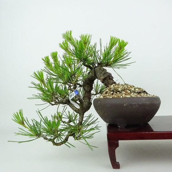 盆栽 松 赤松 樹高 上下 約18cm あかまつ Pinus densiflora アカマツ red pine 懸崖 マツ科 常緑樹 観賞用 小品 g1198413793