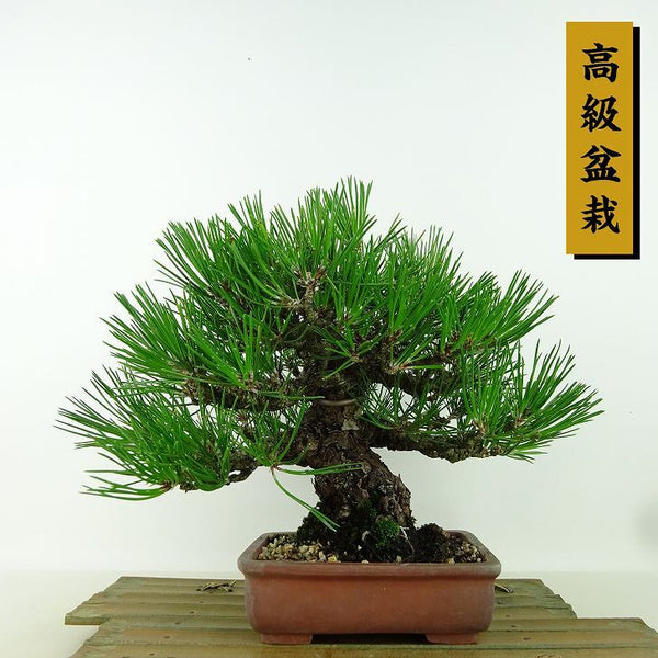 盆栽 松 黒松 樹高 約20cm くろまつ 高級盆栽 Pinus thunbergii クロマツ マツ科 常緑針葉樹 観賞用 小品 l1198413408
