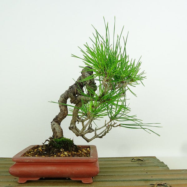 盆栽 松 赤松 樹高 約20cm あかまつ Pinus densiflora アカマツ red pine マツ科 常緑樹 観賞用 小品 u1198427323