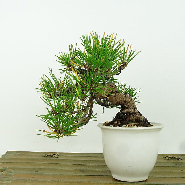 盆栽 松 赤松 樹高 上下 約13cm あかまつ Pinus densiflora アカマツ red pine マツ科 常緑樹 観賞用 小品 w1198404648