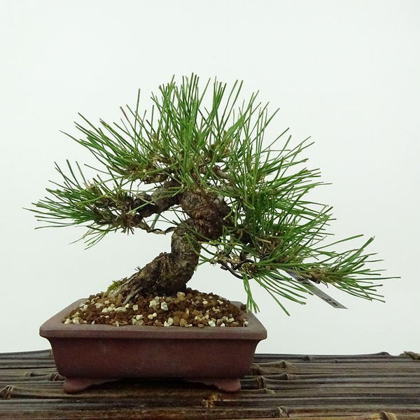 盆栽 松 赤松 樹高 約14cm あかまつ Pinus densiflora アカマツ red pine マツ科 常緑樹 観賞用 小品 o1198420939
