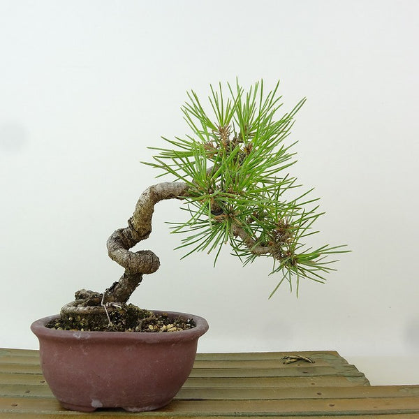 盆栽 松 赤松 樹高 約15cm あかまつ Pinus densiflora アカマツ red pine マツ科 常緑樹 観賞用 小品 m1198404087