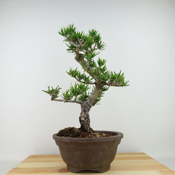 盆栽 松 寸松 黒松 樹高 約33cm くろまつ Pinus thunbergii クロマツ マツ科 常緑針葉樹 観賞用 g1198422305