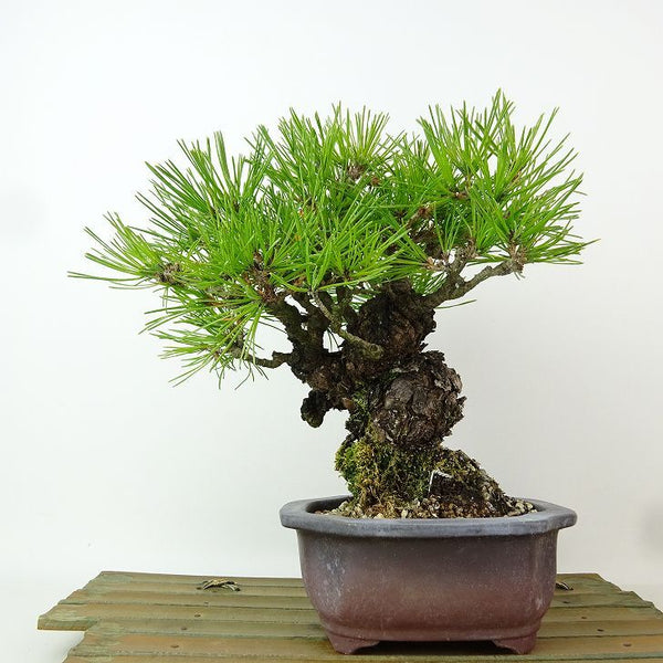盆栽 松 赤松 樹高 約17cm あかまつ Pinus densiflora アカマツ red pine マツ科 常緑樹 観賞用 小品 b1198417579