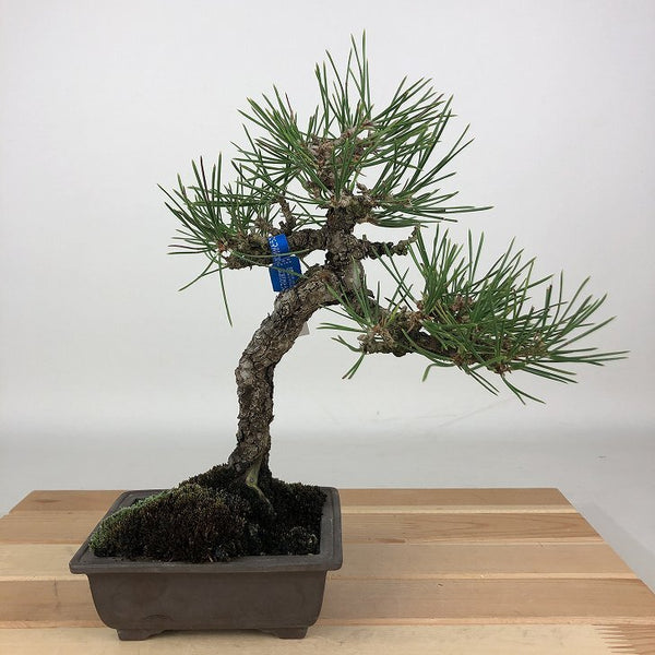 盆栽 松 黒松 樹高 約23cm くろまつ Pinus thunbergii クロマツ マツ科 常緑針葉樹 観賞用 b1198417384