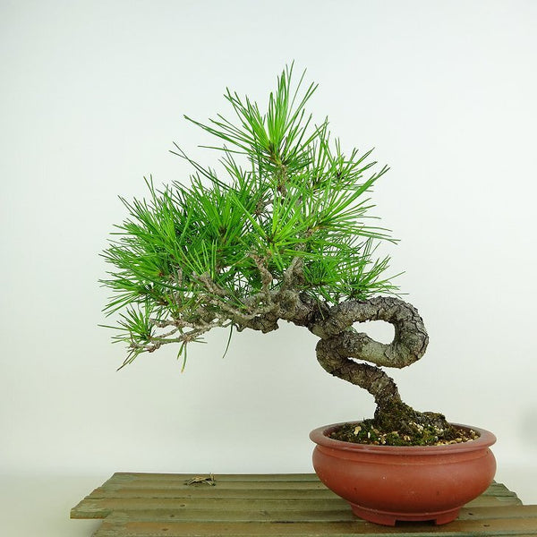 盆栽 松 赤松 樹高 約22cm あかまつ Pinus densiflora アカマツ red pine マツ科 常緑樹 観賞用 j1198410991