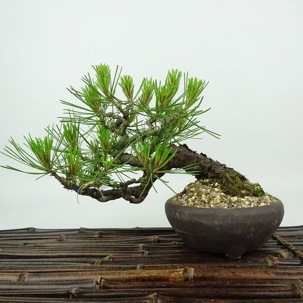 盆栽 松 赤松 樹高 約13cm あかまつ Pinus densiflora アカマツ red pine マツ科 常緑樹 観賞用 小品 s1198409791
