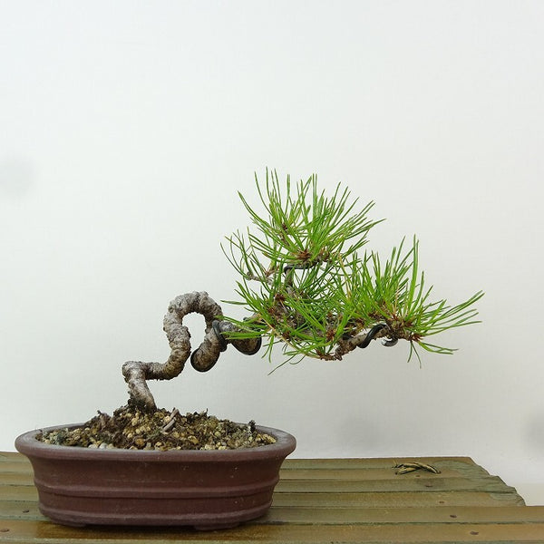 盆栽 松 赤松 樹高 約12cm あかまつ Pinus densiflora アカマツ red pine マツ科 常緑樹 観賞用 小品 p1198421358