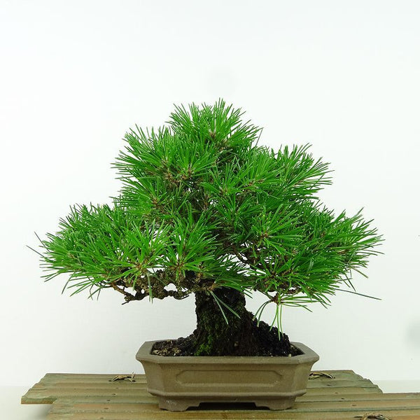 盆栽 松 黒松 樹高 約19cm くろまつ Pinus thunbergii クロマツ マツ科 常緑針葉樹 観賞用 小品 s1198417954