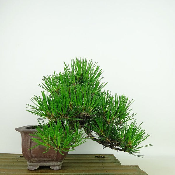 盆栽 松 赤松 樹高 上下 約17cm あかまつ Pinus densiflora アカマツ red pine マツ科 常緑樹 観賞用 小品 u1198427824