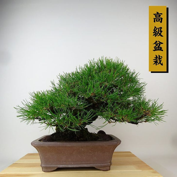 盆栽 松 赤松 樹高 約24cm あかまつ 高級盆栽 Pinus densiflora アカマツ red pine マツ科 常緑樹 観賞用 x1198407395