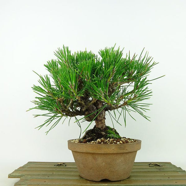 盆栽 松 黒松 樹高 約16cm くろまつ Pinus thunbergii クロマツ マツ科 常緑針葉樹 観賞用 小品 s1198412783